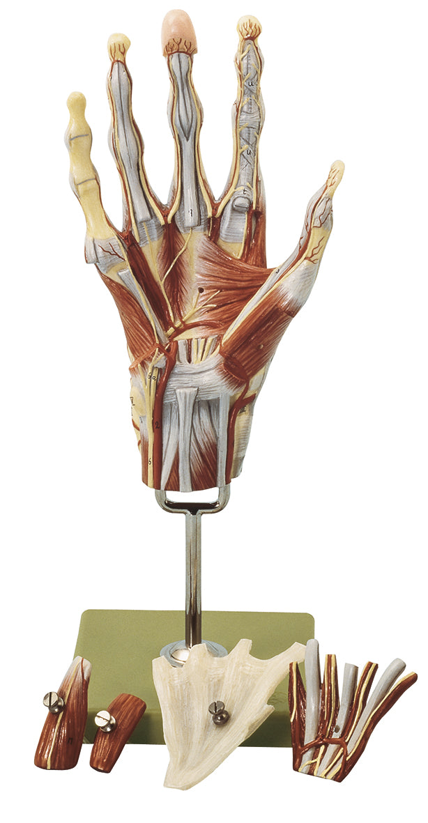 Muscles of the Hand with Base of Fore-Arm