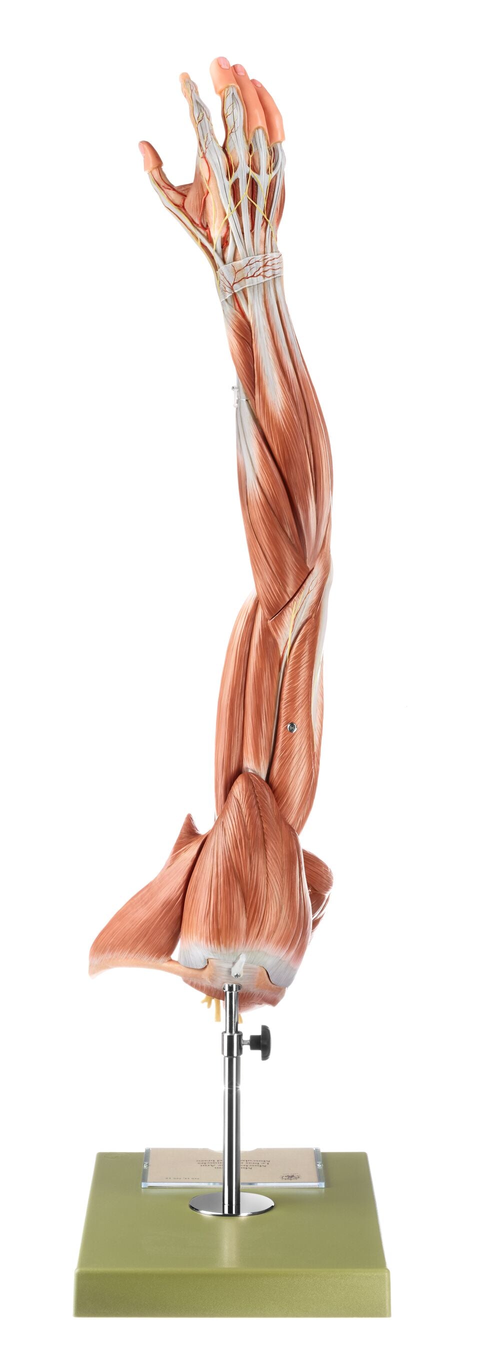 Muscles of the Arm with Shoulder Girdle - Somso NS 15, view 5