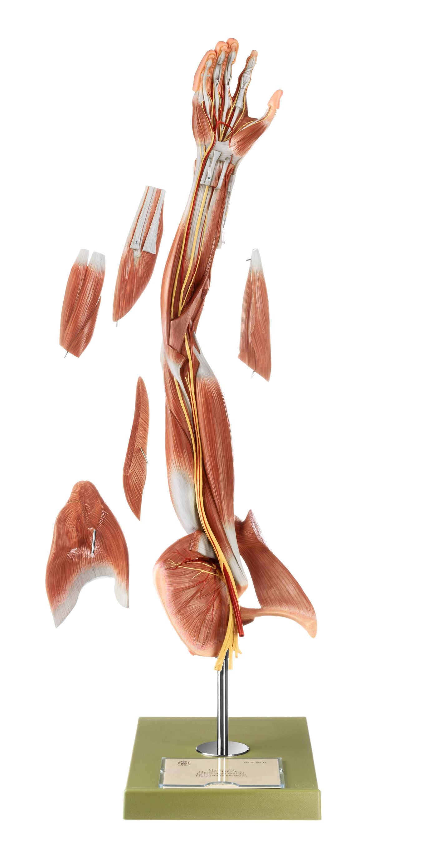 Muscles of the Arm with Shoulder Girdle - Somso NS 15, view 4
