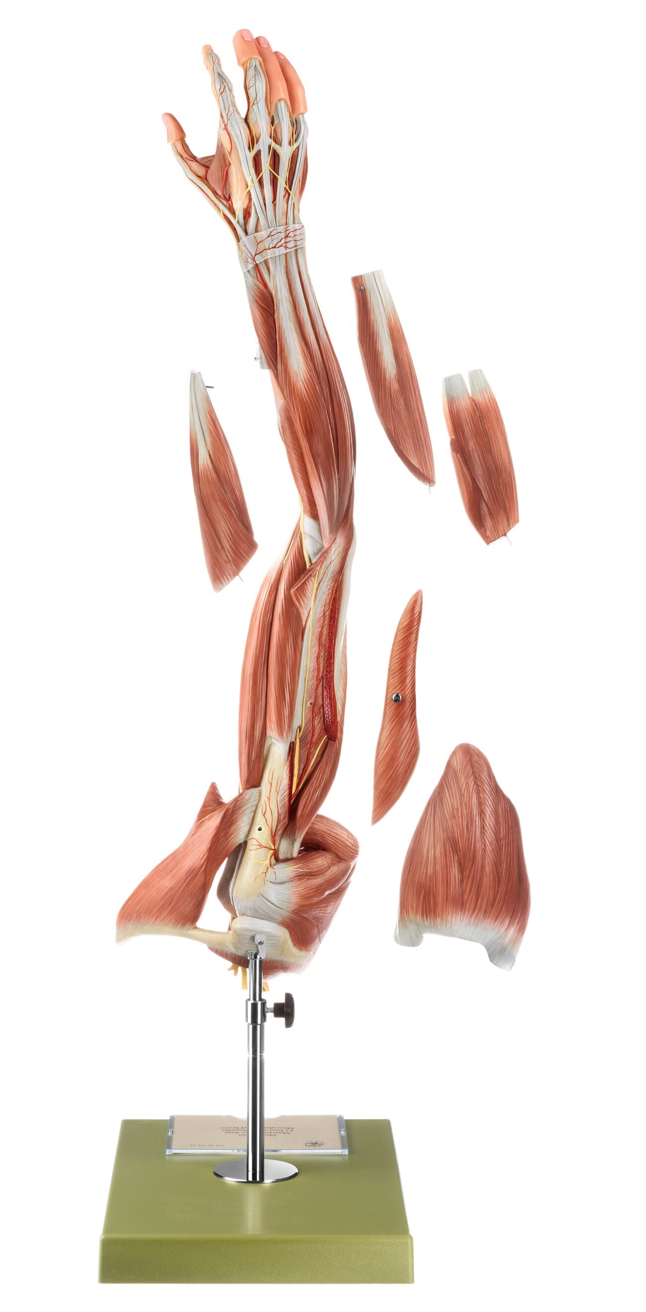 Muscles of the Arm with Shoulder Girdle - Somso NS 15, view 3