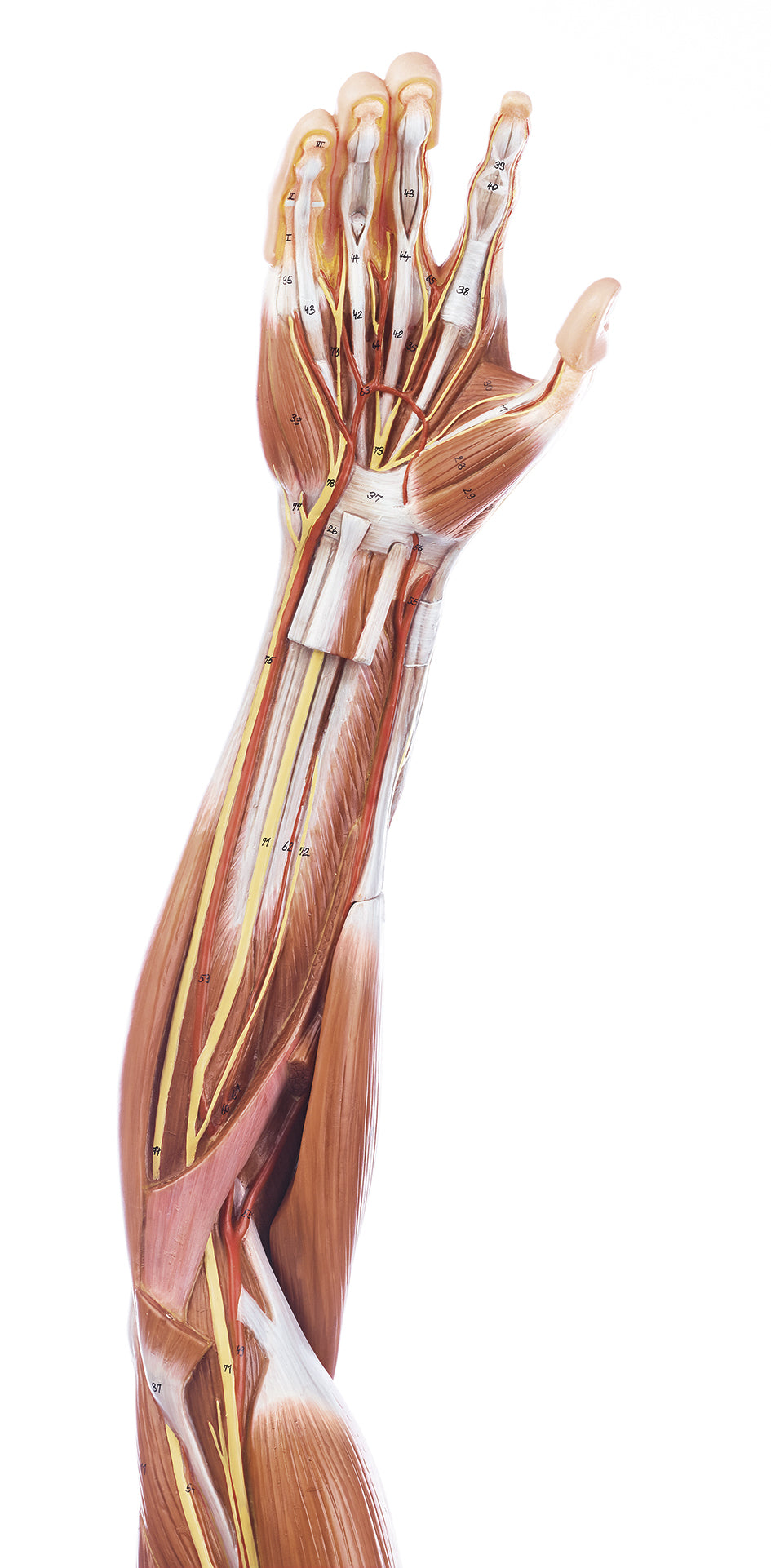 Muscles of the Arm with Shoulder Girdle