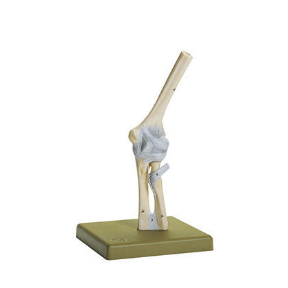 Elbow Joint Somso Ns 18