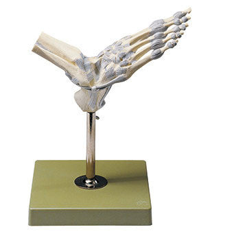 Ankle Joints with Ligaments Somso Ns 21