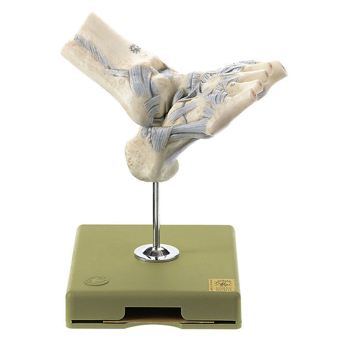 Ligaments of the Ankle with Open Talonavicular Joint Somso Ns 37