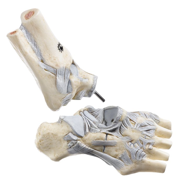 Ligaments of the Ankle w. Open Talonavicular Joint