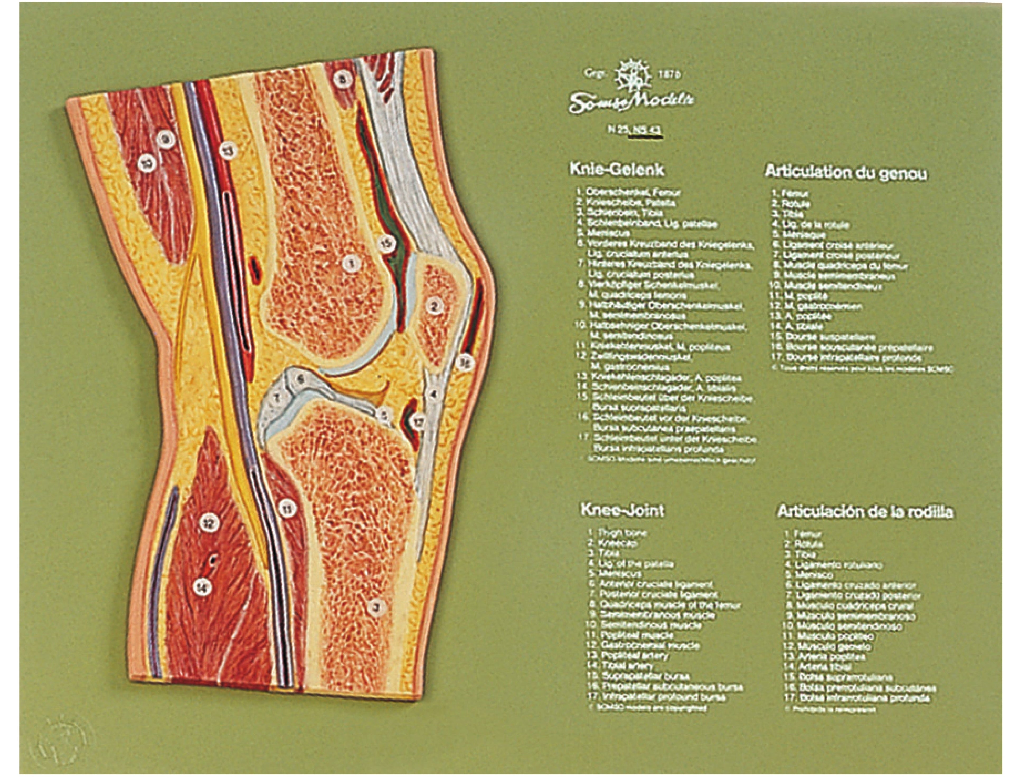 Section through the Knee Joint