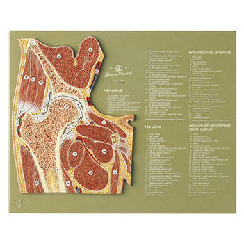 Section through the Hip Joint Somso Ns 44