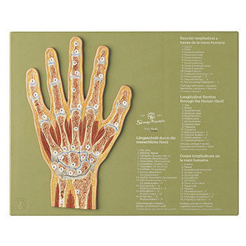 Section through the Hand Somso Ns 45