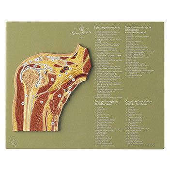 Section through the Shoulder Joint Somso Ns 48