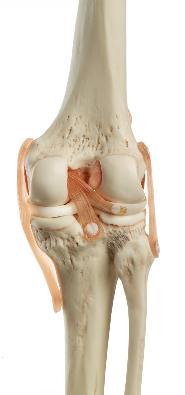 Functional Model of the Knee Joint