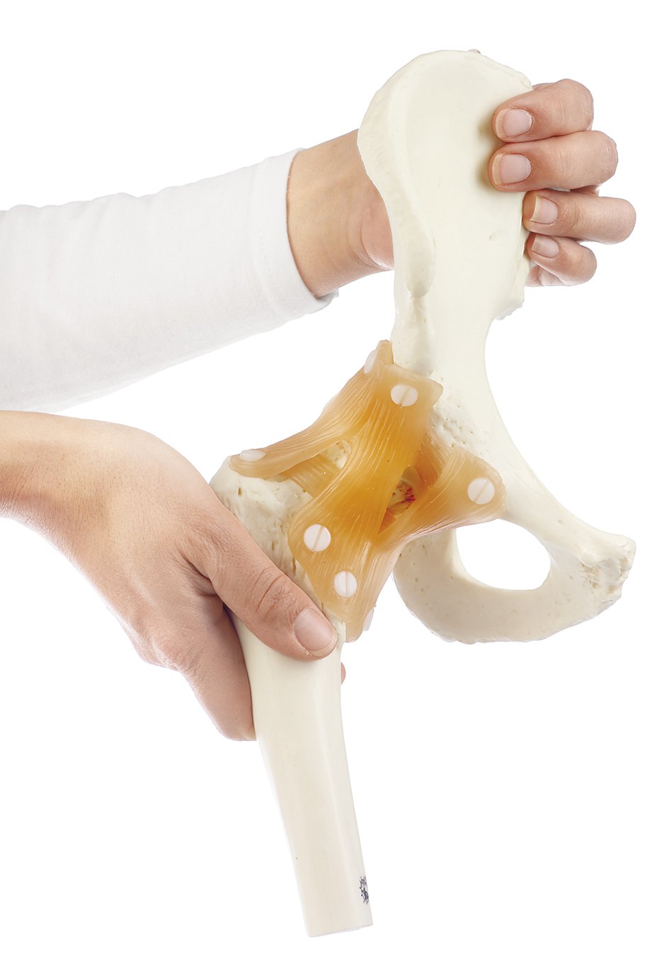 Functional Model of the Hip Joint