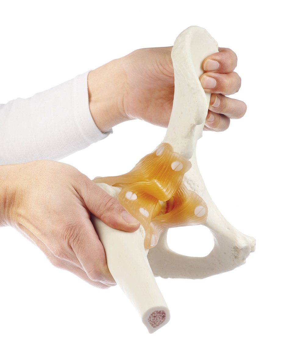 Functional Model of the Hip Joint