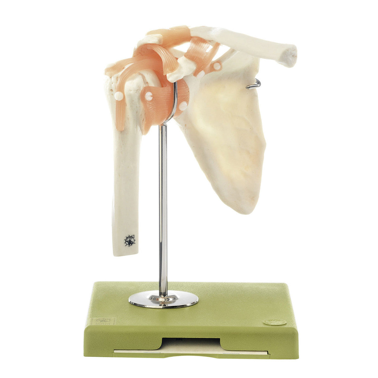 Functional Model of the Shoulder Joint Somso Ns 53