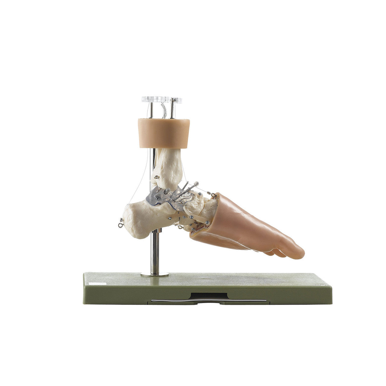 Functional Model of the Tarsus Somso Ns 54/1