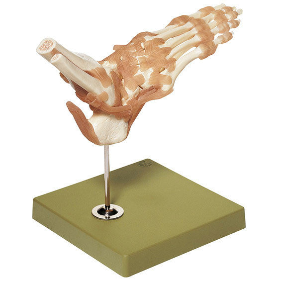 Functional Model of the Joints of the Foot Somso Ns 54