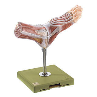 Normal foot with superficial muscles | Somso Ns 7