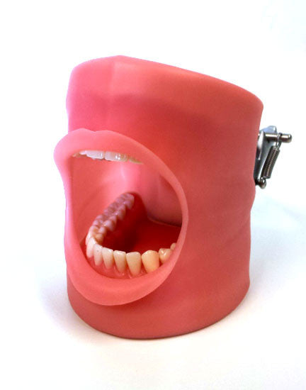 Nissin/Kilgore Oral Cavity Cover for typodont model