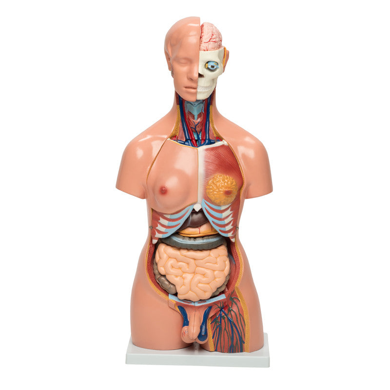 organs-1__72796.1589753073.1280.1280.jpg