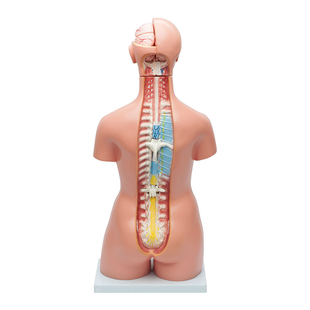organs-4__17382.1589753072.1280.1280.jpg