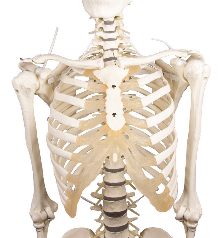 Physiological skeleton for realistic movement