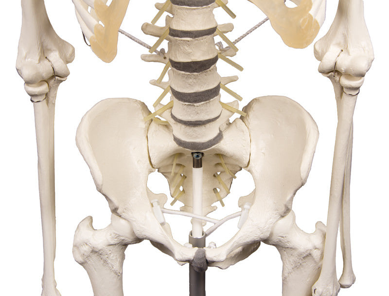 Physiological skeleton for realistic movement