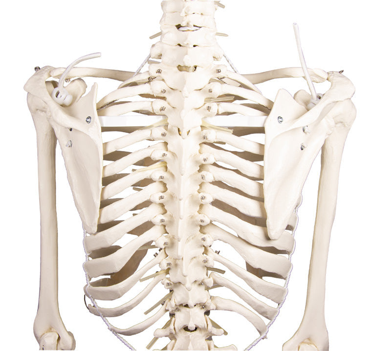 Physiological skeleton for realistic movement