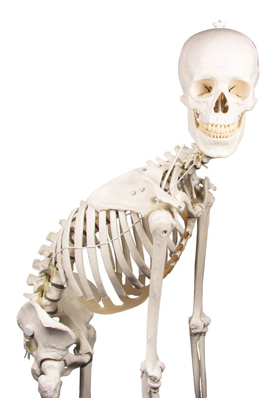 Physiological skeleton for realistic movement