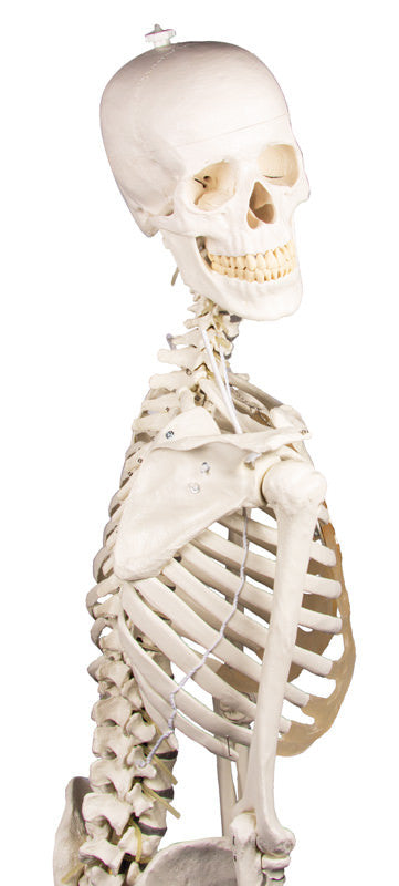 Physiological skeleton for realistic movement