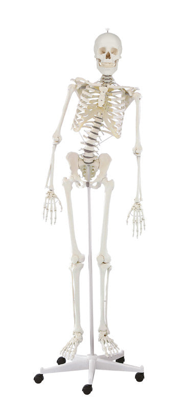 Physiological skeleton for realistic movement