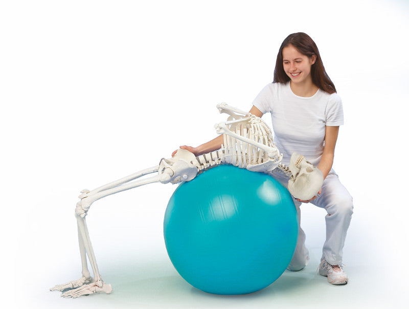 Physiological skeleton for realistic movement