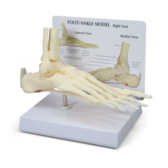 Foot/Ankle (Plantar Fasciitis)