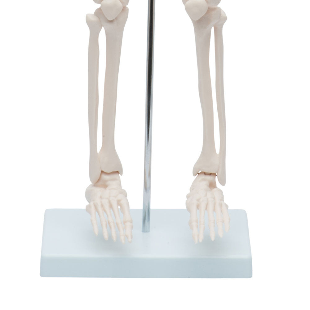 Value Miniature Human Skeleton - Foot Detail