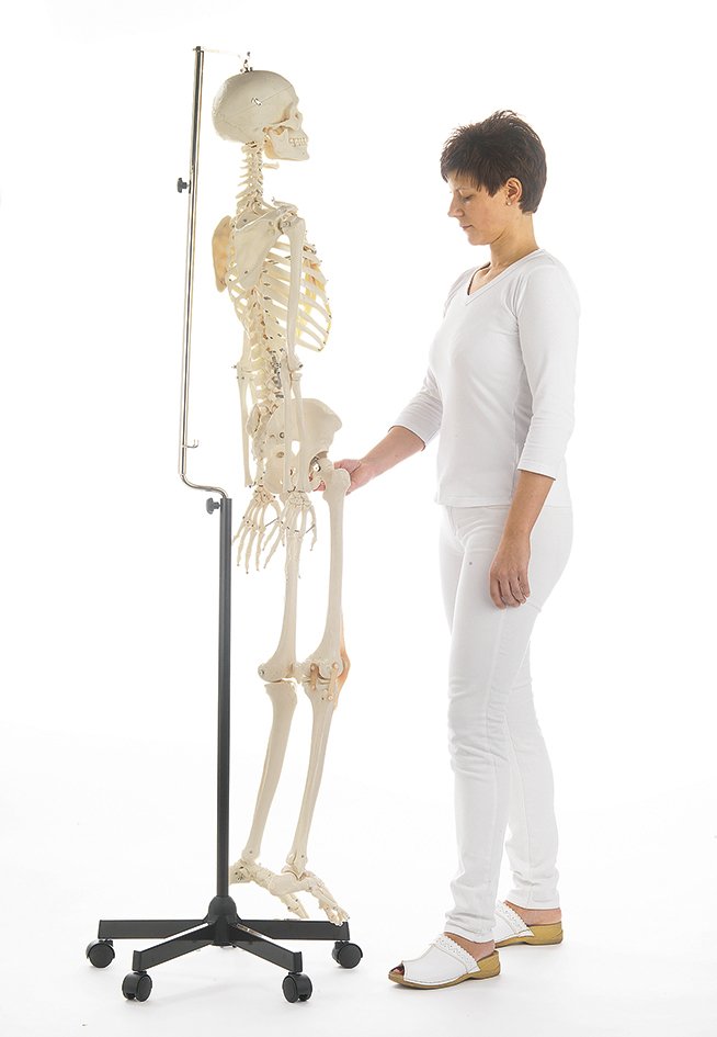 Artificial Female Human Skeleton, flexible with hanging stand