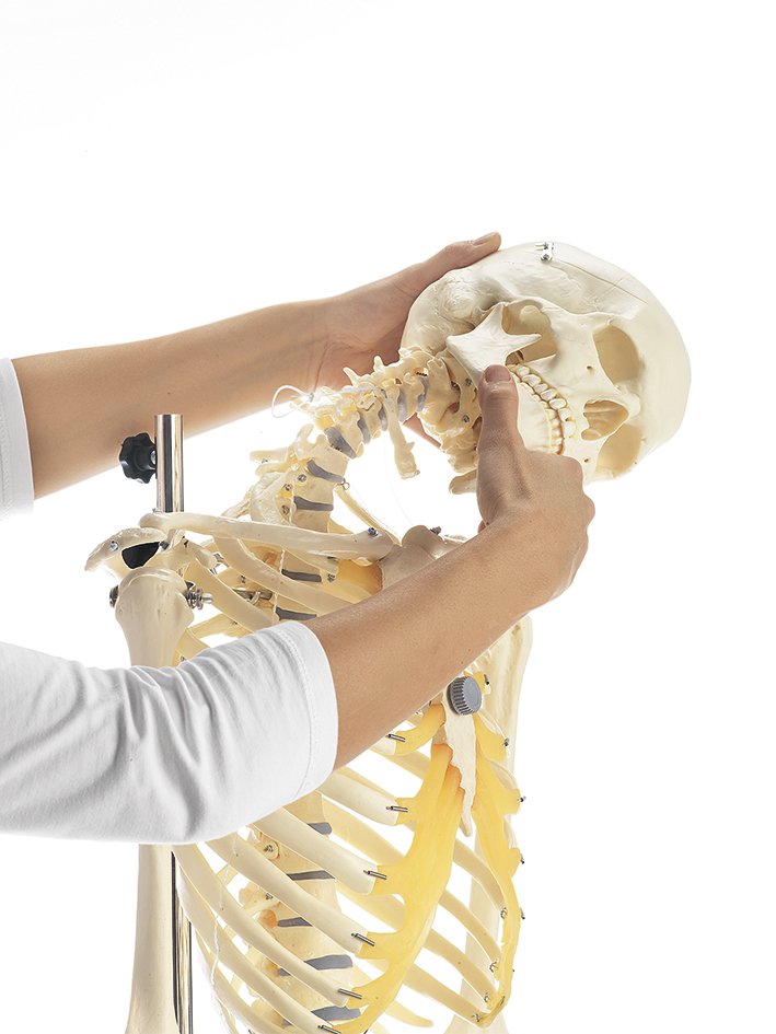 Artificial Female Human Skeleton, flexible with hanging stand