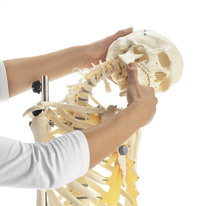 Artificial Female Human Skeleton, flexible with hanging stand