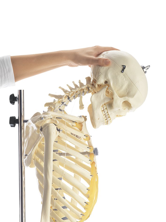 Artificial Female Human Skeleton, flexible with hanging stand