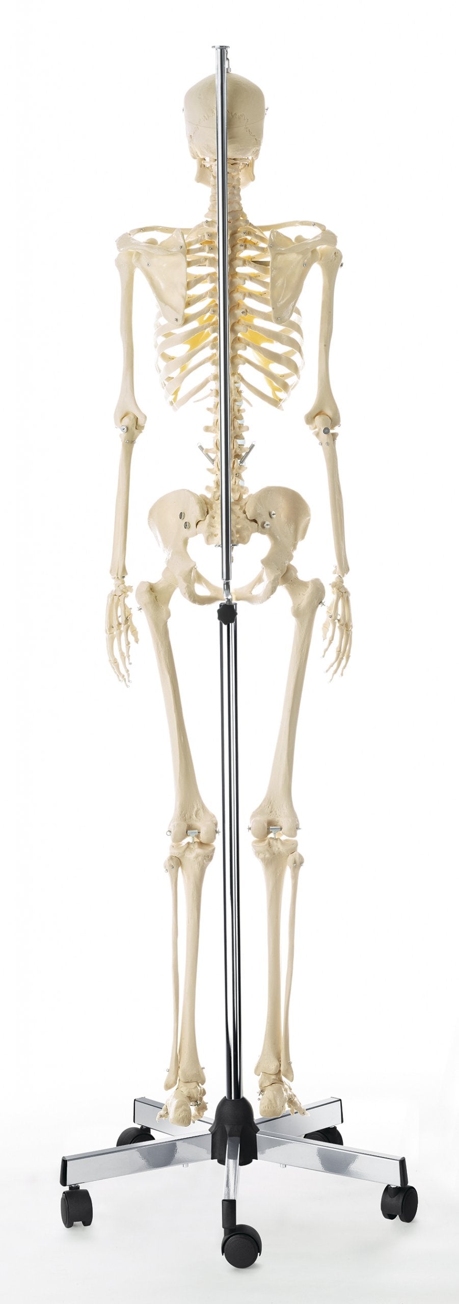 Artificial Female Human Skeleton with hanging roller stand