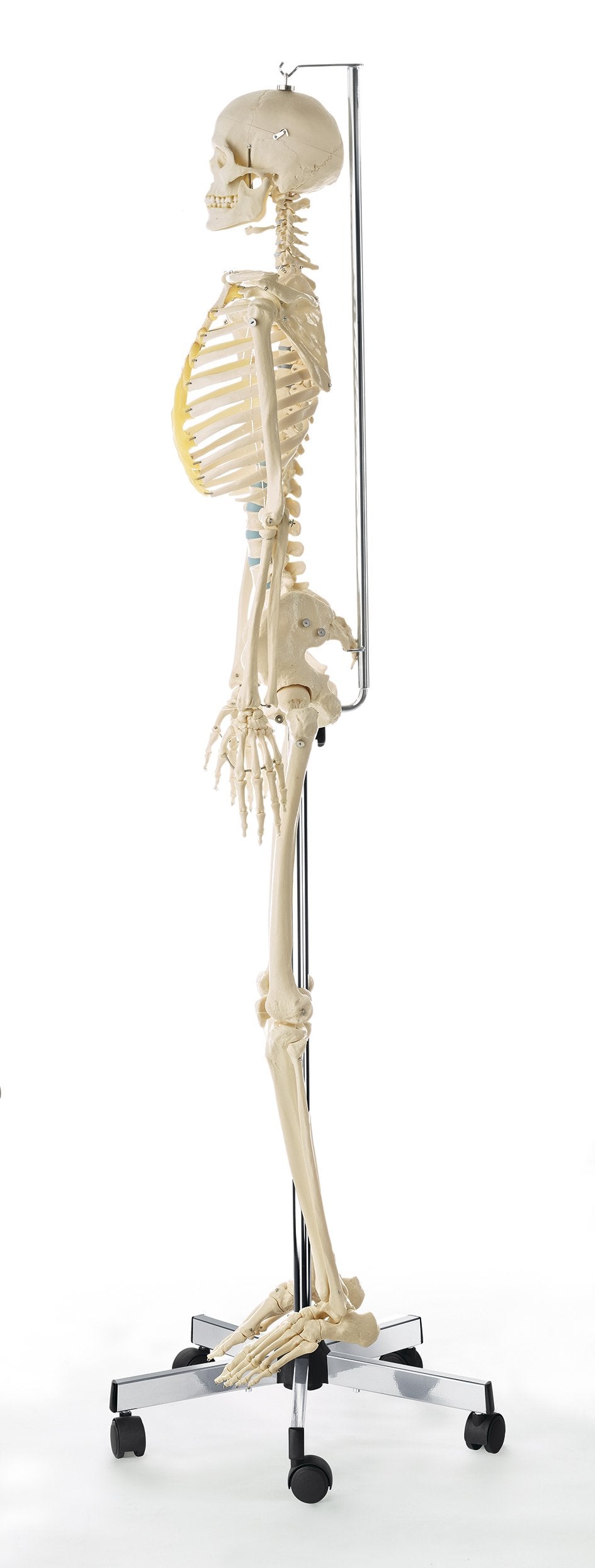 Artificial Female Human Skeleton with hanging roller stand