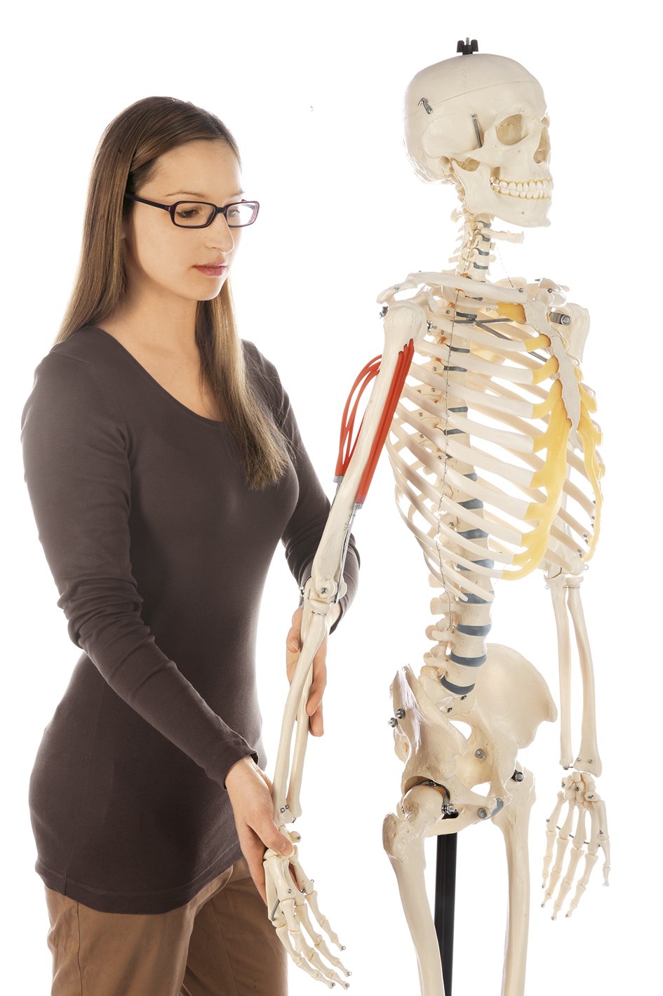 Artificial Human Skeleton with arm muscles and roller stand
