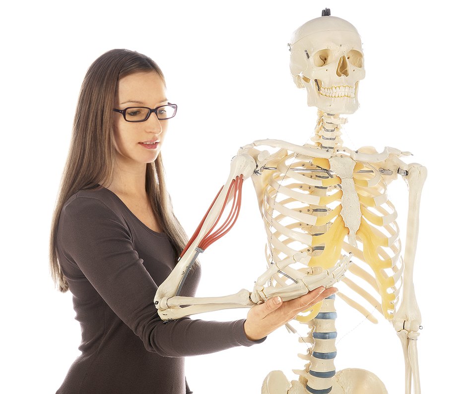 Artificial Human Skeleton with arm muscles and roller stand