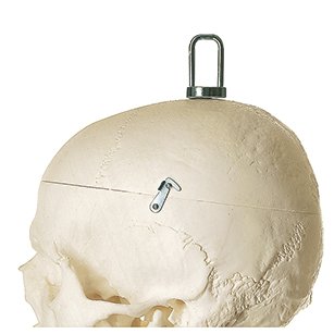 Artificial Male Human Skeleton, ready to hang