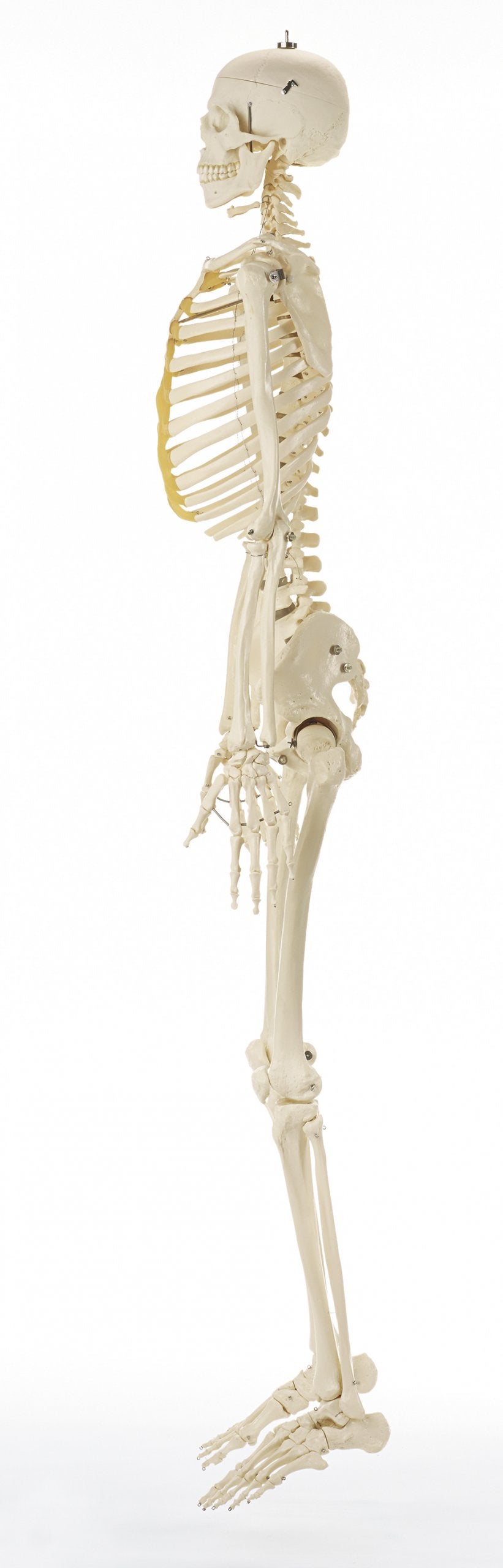 Artificial Male Human Skeleton, ready to hang