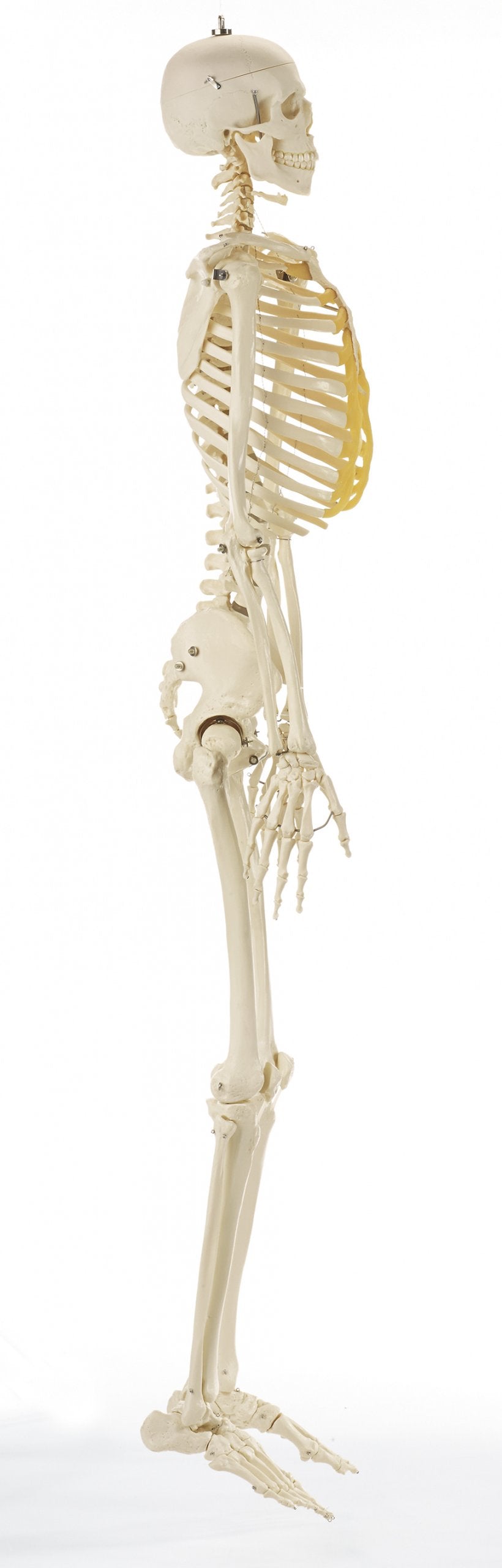 Artificial Male Human Skeleton, ready to hang