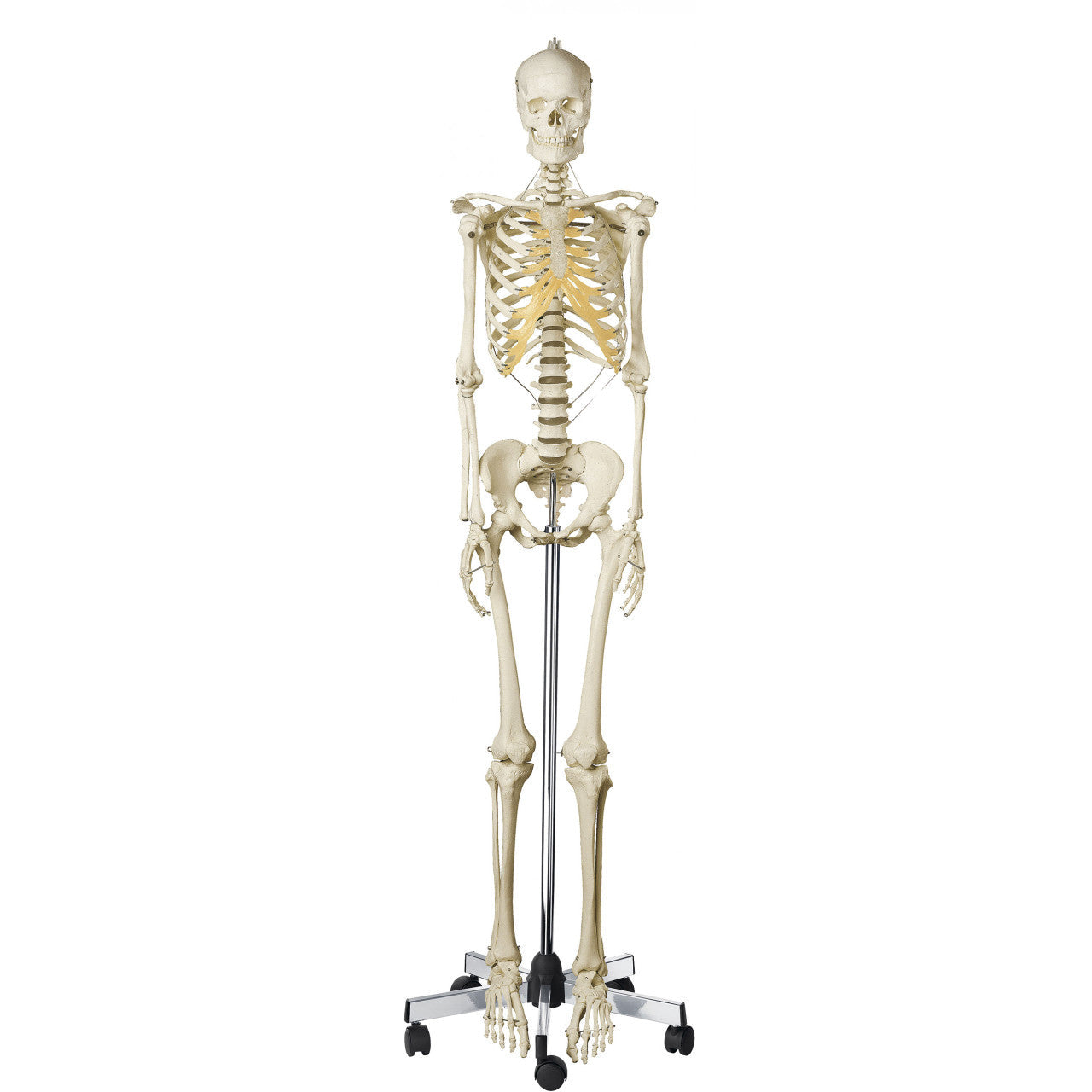 Artificial Female Human Skeleton on roller stand Somso Qs 10/8