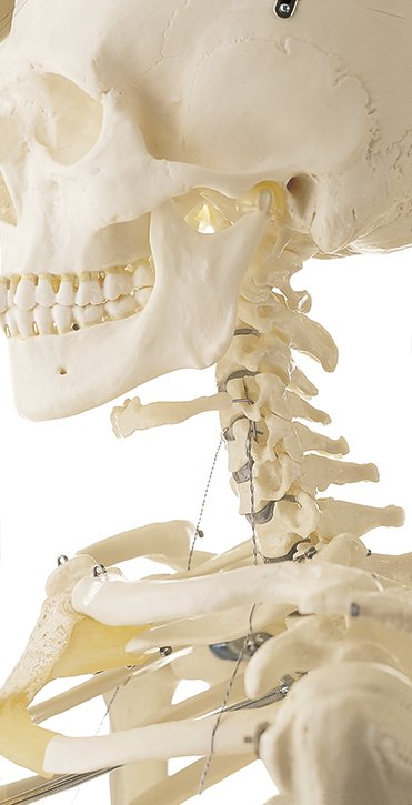 Artificial Male Human Skeleton