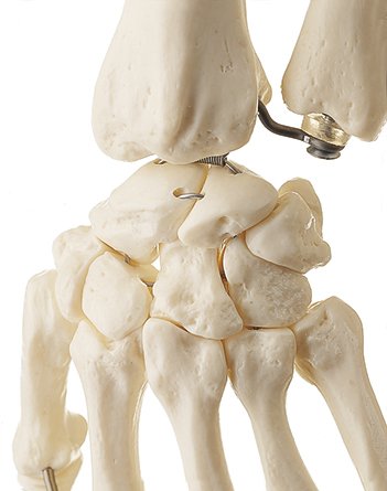 Artificial Male Human Skeleton