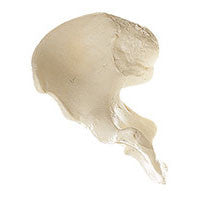 Hip bone Somso Qs 16/1