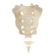 Sacrum with Coccyx Somso Qs 16/5