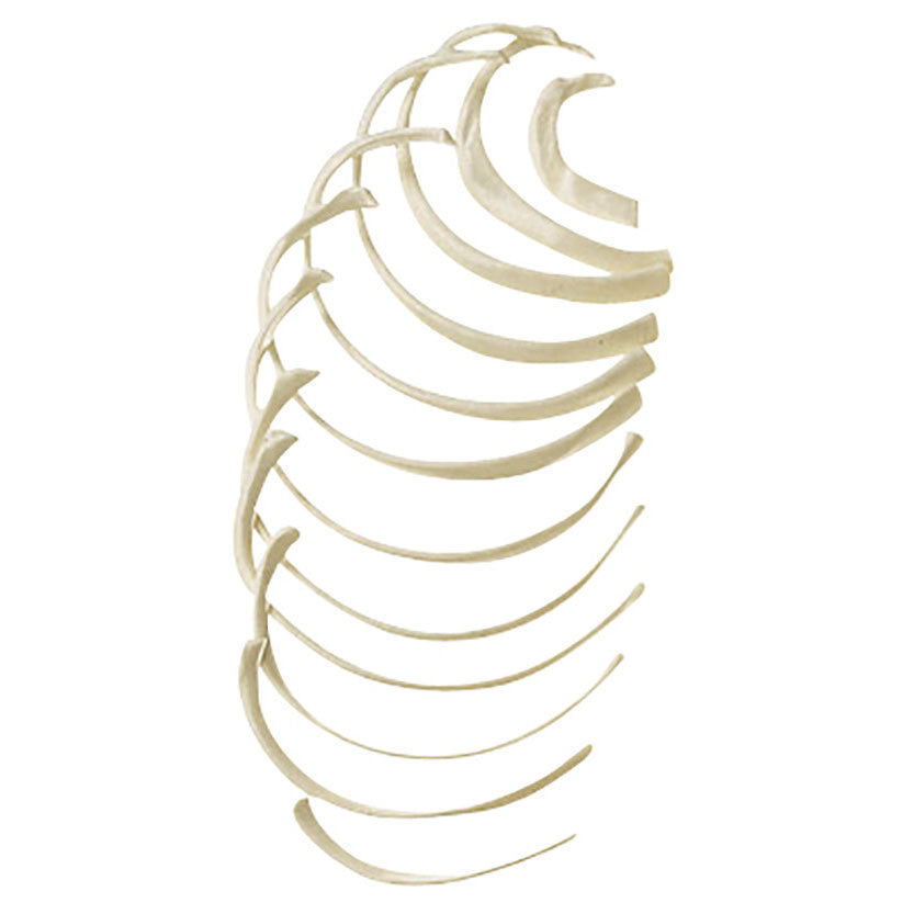 Rib (Costa) Somso Qs 17/22