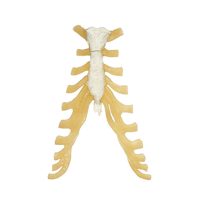 Sternum Somso Qs 17/23